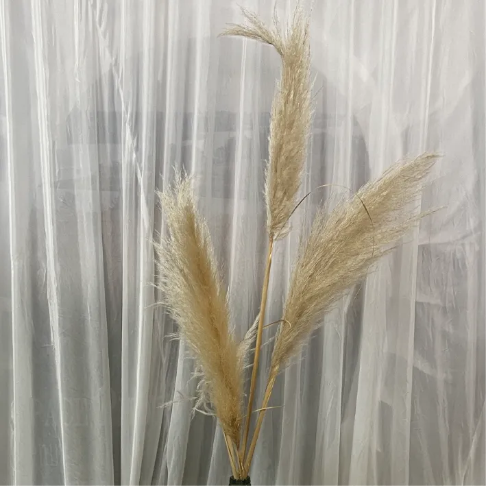 [LOC291] Branches de pampas (5 pièces)